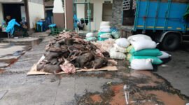 Siasat Rapi Gagal Total, 2,9 Ton Daging Celeng Tertangkap Di Pelabuhan Merak