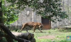 Jakarta Pernah Dikepung Harimau Ketika Manusia Lebih Buas dari Predator