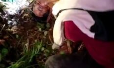 Terjadi Lagi! Interaksi Negatif Harimau-Manusia di TNBBS, Warga Lampung Barat Tewas Diserang