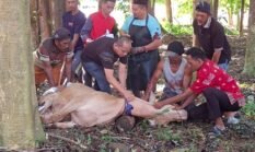 FH Unila Hari ini Sembelih 6 Ekor Sapi Qurban, Bantuan Datang dari Habiburokhman Hingga Gubernur Lampung